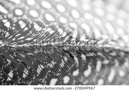 Abstract composition with guinea hen feather