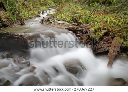 Pacific Northwest Rainforest Creek. A rushing mountain stream in a Pacific Northwest rainforest. United States.