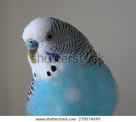 Blue male parakeet looking into camera lens stock photo