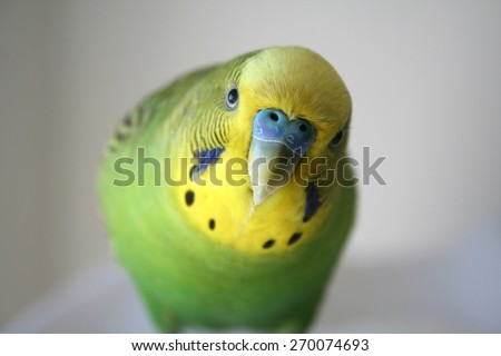 Green and yellow male parakeet looking into camera lens stock photo