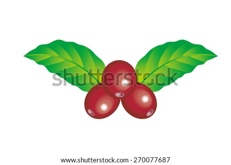 Illustration of the coffee cherry./ White background. Coffee berry.