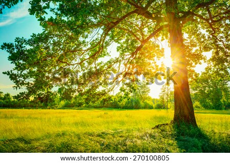 Summer Sunny Forest Trees And Green Grass. Nature Wood Sunlight Background. Instant Toned Image Royalty-Free Stock Photo #270100805