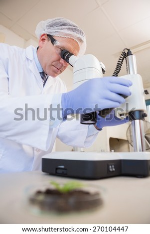Scientist examining plants with microscope in the laboratory