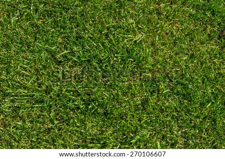 Green Grass Background Texture 