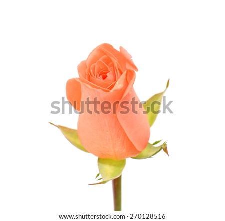 roses flower isolated on white background.
