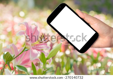 Hand holding Smartphone with lilly flower background