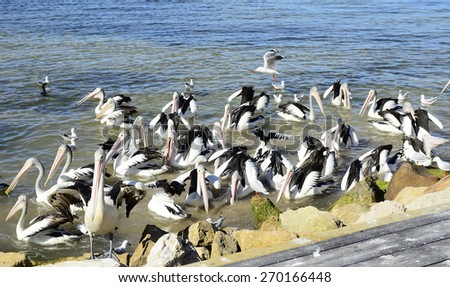 Australian Pelicans, kangaroo island, Australia