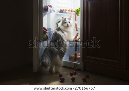 cat steals sausage from the refrigerator