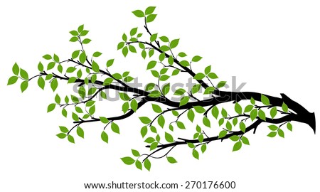 Tree branch with green leaves over white background. Vector graphics. Artwork design element. Royalty-Free Stock Photo #270176600