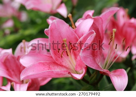 Large flowerbed with pink lilies in park Gor'kogo, Moscow, Russia Royalty-Free Stock Photo #270179492