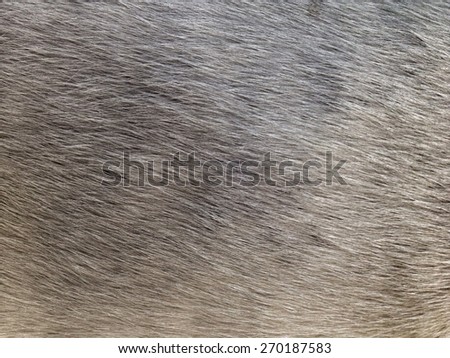 fur texture close-up background
