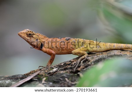 Red lizard in the park