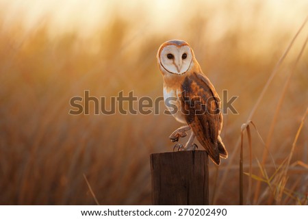 A beautiful barn owl perched on a tree stump. Royalty-Free Stock Photo #270202490