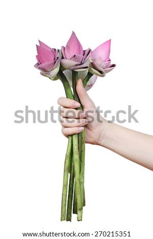 pink lotus flower in hand on white background.