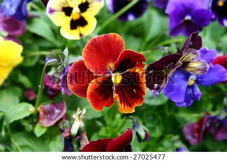 red pansy