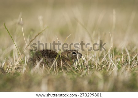 European ground squirrel hidden in grass