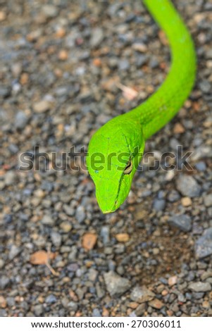 Oriental Whipsnake or Asian Vine Snake (Ahaetulla prasina)