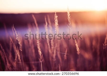 Brown grass with sunshine. Royalty-Free Stock Photo #270356696