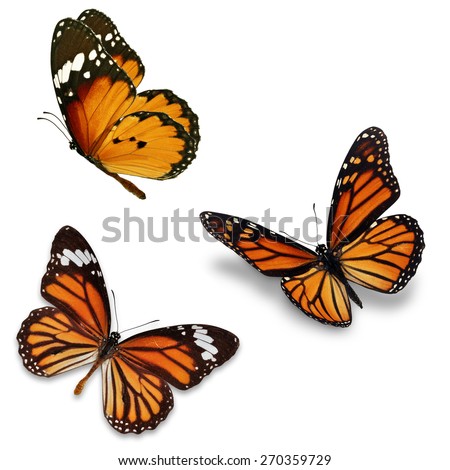 Three monarch butterfly, isolated on white background 