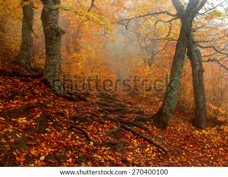 autumn forest after rain light fog