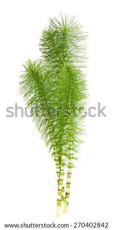Cutting  horsetail plants isolated on white background Royalty-Free Stock Photo #270402842