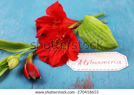 Beautiful alstroemeria with tag on wooden background