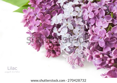 Lilac flowers bunch isolated on white background with sample text