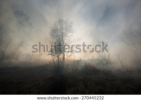 Fire in the mixed wood forest. Forest fire.  Royalty-Free Stock Photo #270445232