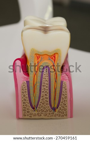 A Tooth on a white background  at the dentist room