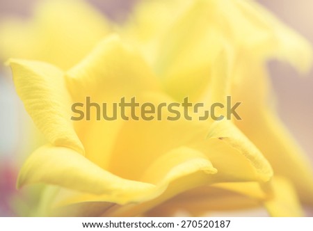 Yellow flower in blur style for background,Oleander flower.