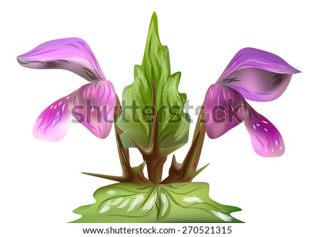 flower isolated on a white background
