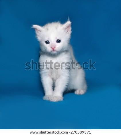 Small white kitten standing on blue background