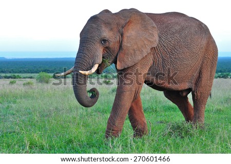 African Elephant walking and browsing