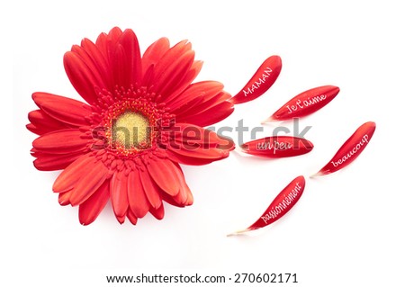 I love you Mum, written in French on a red daisy flower, isolated on white background