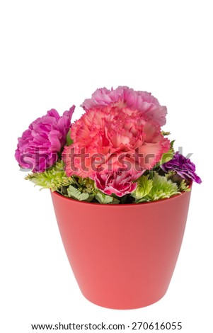 pink carnations flower on white background