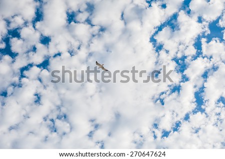 Seagull in the sky. Beautiful sky with white clouds 
