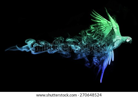 beautiful image of a flying macaw parrot parrot. animal kingdom. flying bird. wildlife picture. amazing  tattoo.
colorful wings and smoke tale, zoo