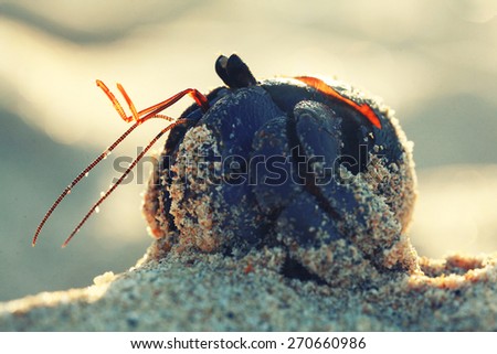 crab on sand beach coast