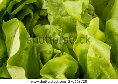fresh organic green salad leaves close up