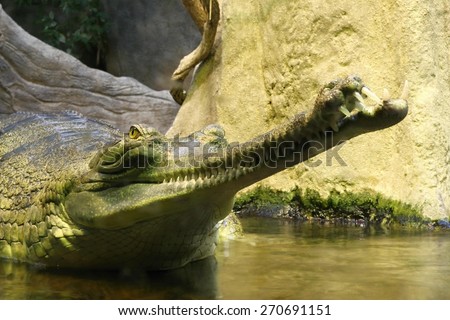 photo of the head of gavial in the water