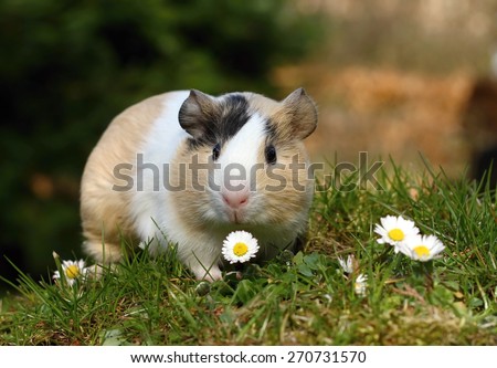 Guinea pig with daisy Royalty-Free Stock Photo #270731570