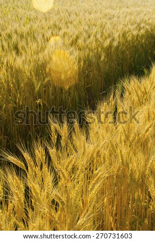 golden wheat field at summertime
