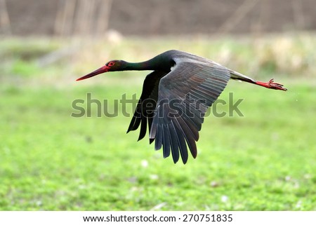 Black stork in natural habitat in spring  - Ciconia nigra Royalty-Free Stock Photo #270751835