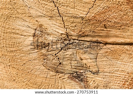 natural wood texture of cut tree trunk, close-up