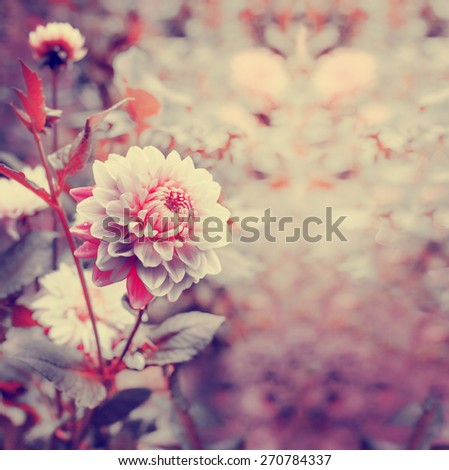 Beautiful flowers in the garden with colored filters