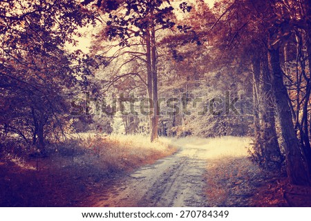 Landscape photo of forest