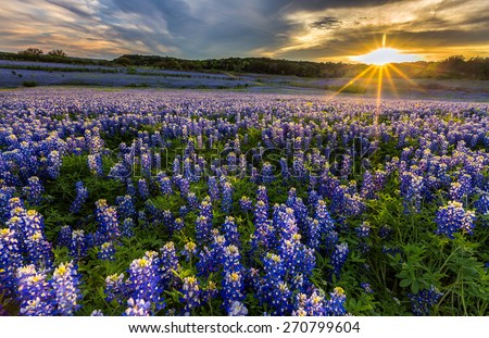 Texas bluebonnet field in sunset at Muleshoe Bend Recreation Area Royalty-Free Stock Photo #270799604