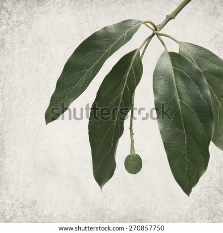 Textured old paper background with avocado (Persea americana) small fruit and foliage on a branch ( initial stage of growth)