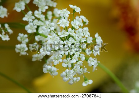 Small white road flower with details