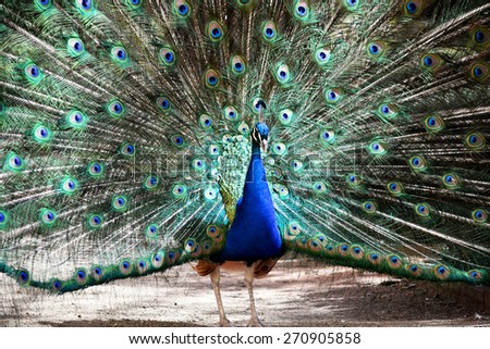 A delightfully beautiful peacock has spread its tail. Beautiful peacock tail feathers close-up. The tail of the peacock. Stock photo.